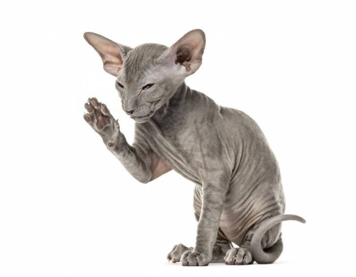 Photo Peterbald