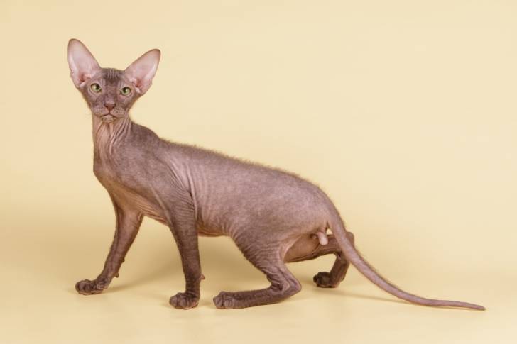 Photo Peterbald