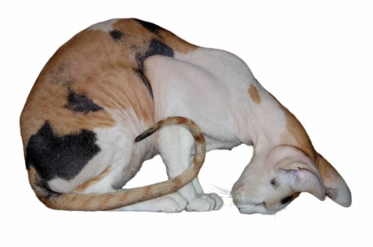 Photo Peterbald