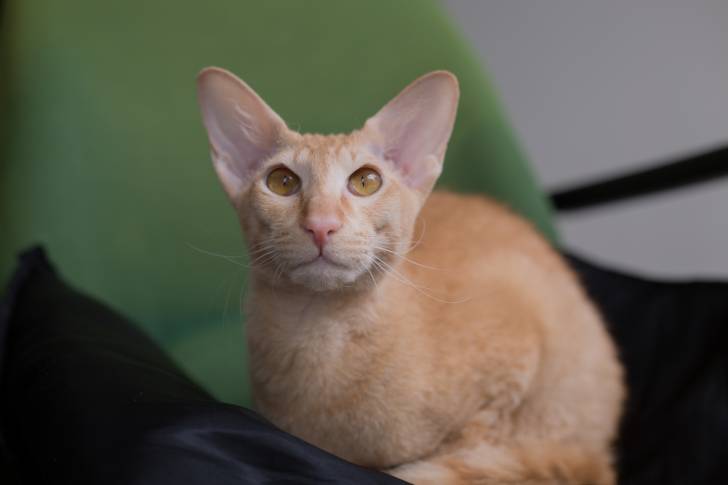 Photo Peterbald