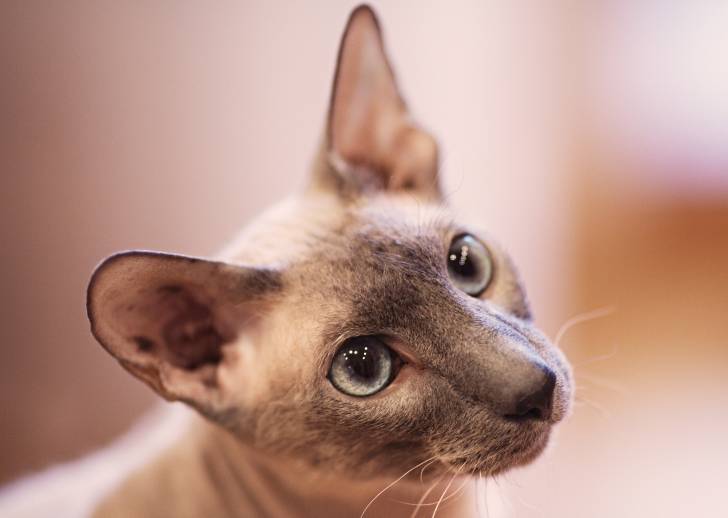 Photo Peterbald