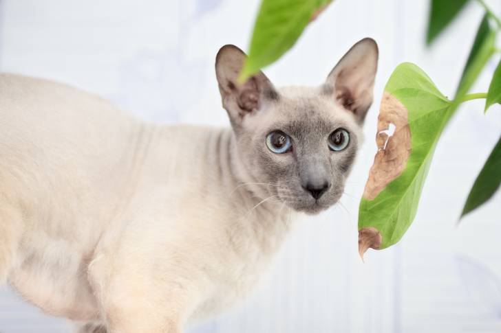 Photo Peterbald