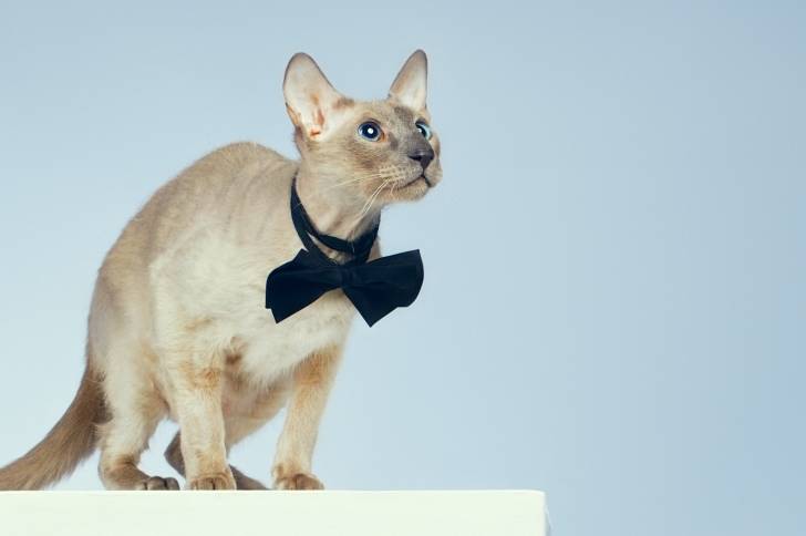 Photo Peterbald