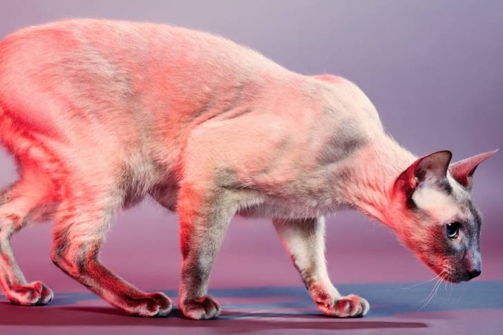 Photo Peterbald