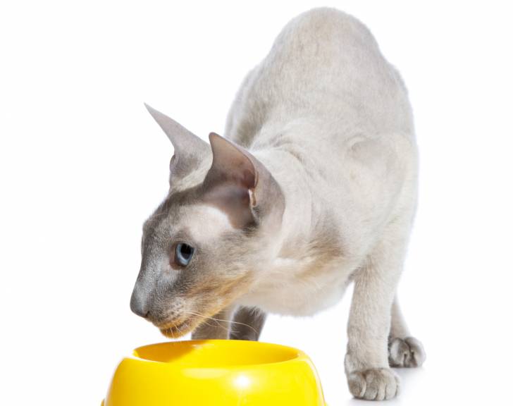 Photo Peterbald