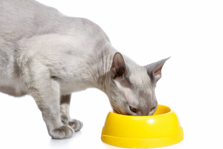 Photo Peterbald