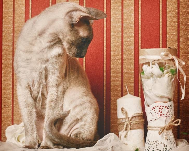 Photo Peterbald