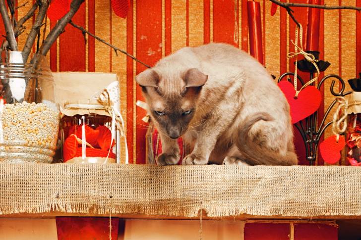 Photo Peterbald