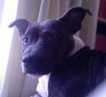 Tara - Staffordshire Bull Terrier (1 an)