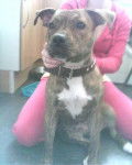 Amber - Staffordshire Bull Terrier (3 ans)
