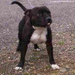 Maddie - Staffordshire Bull Terrier (6 ans)