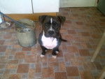 Bruiser - Staffordshire Bull Terrier Mâle (1 an)