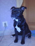 gheska - Staffordshire Bull Terrier (1 an)