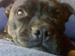 coca - Staffordshire Bull Terrier (3 ans)