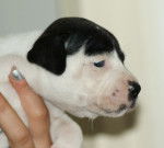 Horiginal - Staffordshire Bull Terrier (9 mois)