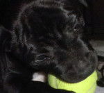 ilga - Staffordshire Bull Terrier Mâle (2 mois)