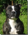 Kiss - Staffordshire Bull Terrier