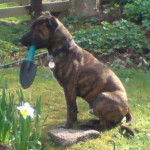 Whizz - Staffordshire Bull Terrier Mâle (4 ans)