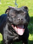 Immortal Black Flower Dit " INNA " - Staffordshire Bull Terrier (1 an)