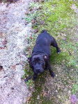 furia - Staffordshire Bull Terrier (9 mois)