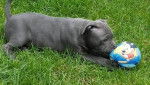 Yuna - Staffordshire Bull Terrier (2 mois)