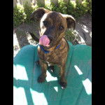 Willow - Staffordshire Bull Terrier (1 an)