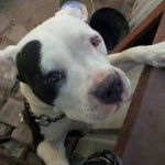 Emma - Staffordshire Bull Terrier (1 an)