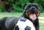 Photo Staffordshire Bull Terrier