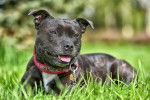 Photo Staffordshire Bull Terrier