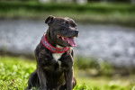 Photo Staffordshire Bull Terrier