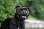 Photo Staffordshire Bull Terrier