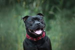 Photo Staffordshire Bull Terrier