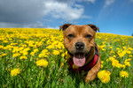 Photo Staffordshire Bull Terrier