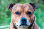Photo Staffordshire Bull Terrier
