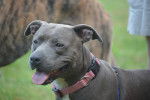Photo Staffordshire Bull Terrier