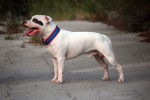Photo Staffordshire Bull Terrier