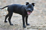 Photo Staffordshire Bull Terrier