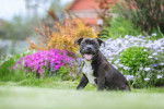 Photo Staffordshire Bull Terrier