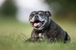 Photo Staffordshire Bull Terrier