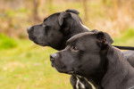Photo Staffordshire Bull Terrier