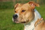 Photo Staffordshire Bull Terrier