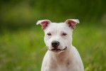 Photo Staffordshire Bull Terrier