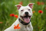 Un Staffie assis dans un champ de coquelicots 