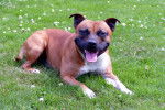 Photo Staffordshire Bull Terrier
