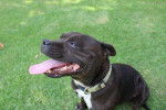 Photo Staffordshire Bull Terrier