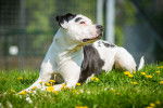 Photo Staffordshire Bull Terrier