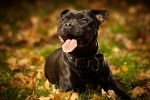 Un Staffie noir allongé dehors en automne 