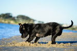 Un Staffie en train de creuser dans le sable