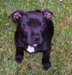Dillon - Staffordshire Bull Terrier Mâle (3 mois)