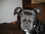 Georgia - Staffordshire Bull Terrier (6 mois)
